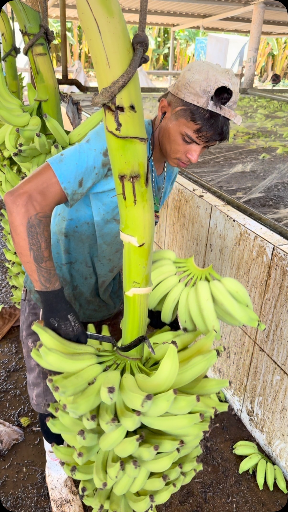 #agro #banana #agronomia #bananafish🍌🐟 #instagram - Valdenio oliveira